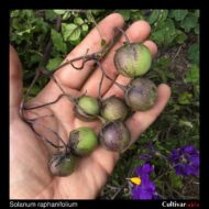 Solanum raphanifolium berries