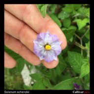 Solanum schenckii flower