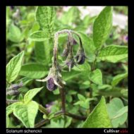 Solanum schenckii flower buds