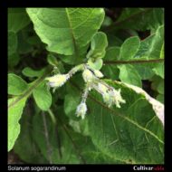 Solanum sogarandinum flower buds