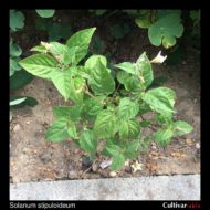 Solanum stipuloideum plant