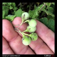 Solanum stoloniferum berries
