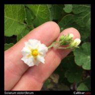Solanum stoloniferum flower