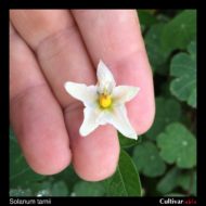 Flower of the wild potato species Solanum tarnii