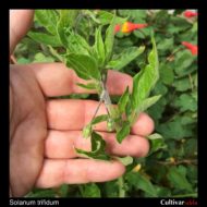 Solanum trifidum flower buds