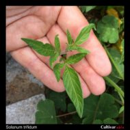 Solanum trifidum leaves