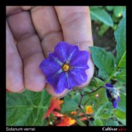 Flower of the wild potato species Solanum vernei