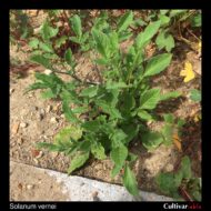 Solanum vernei plant