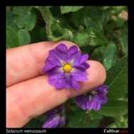 Solanum verrucosum flower