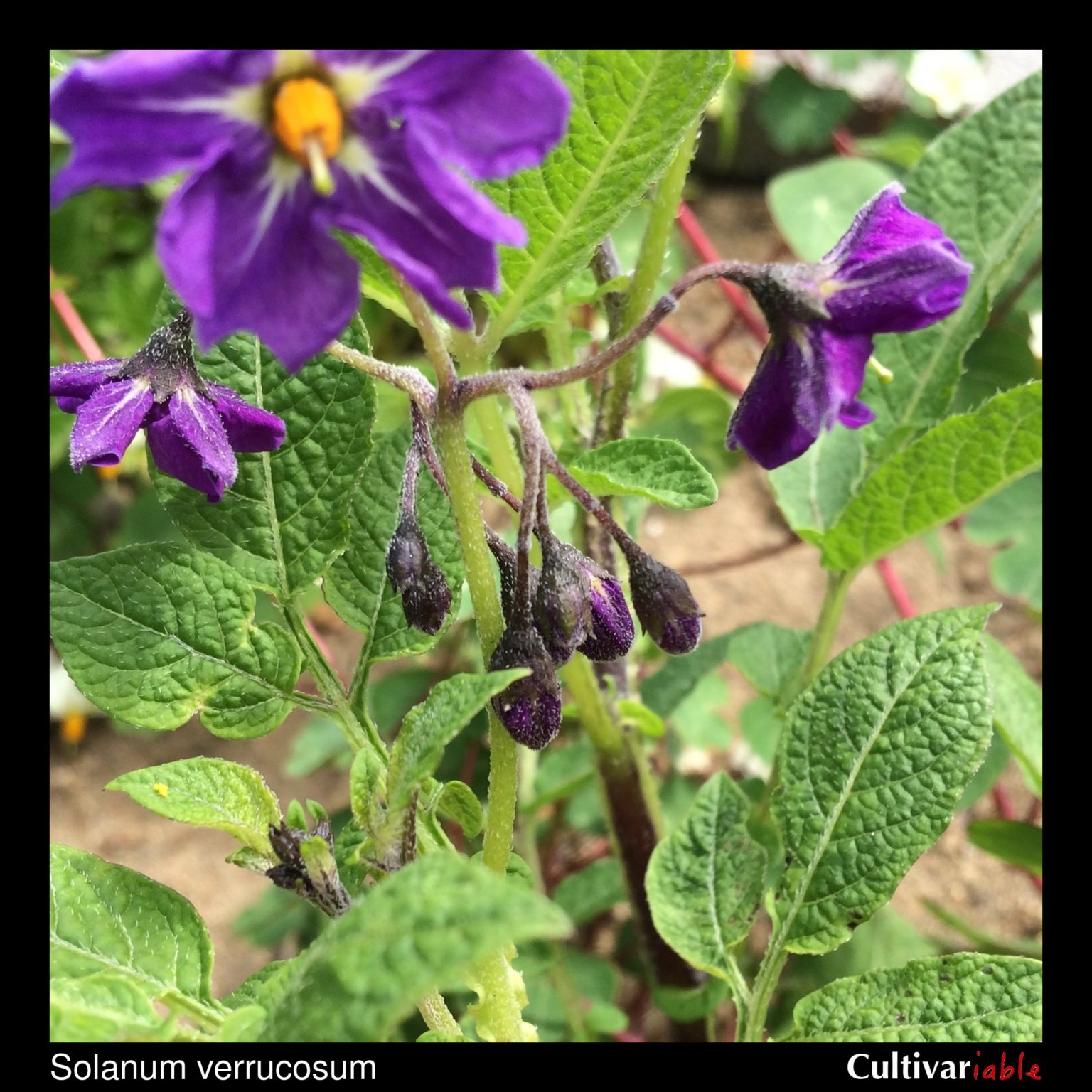 Solanum verrucosum flower buds