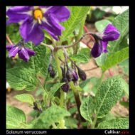 Solanum verrucosum flower buds