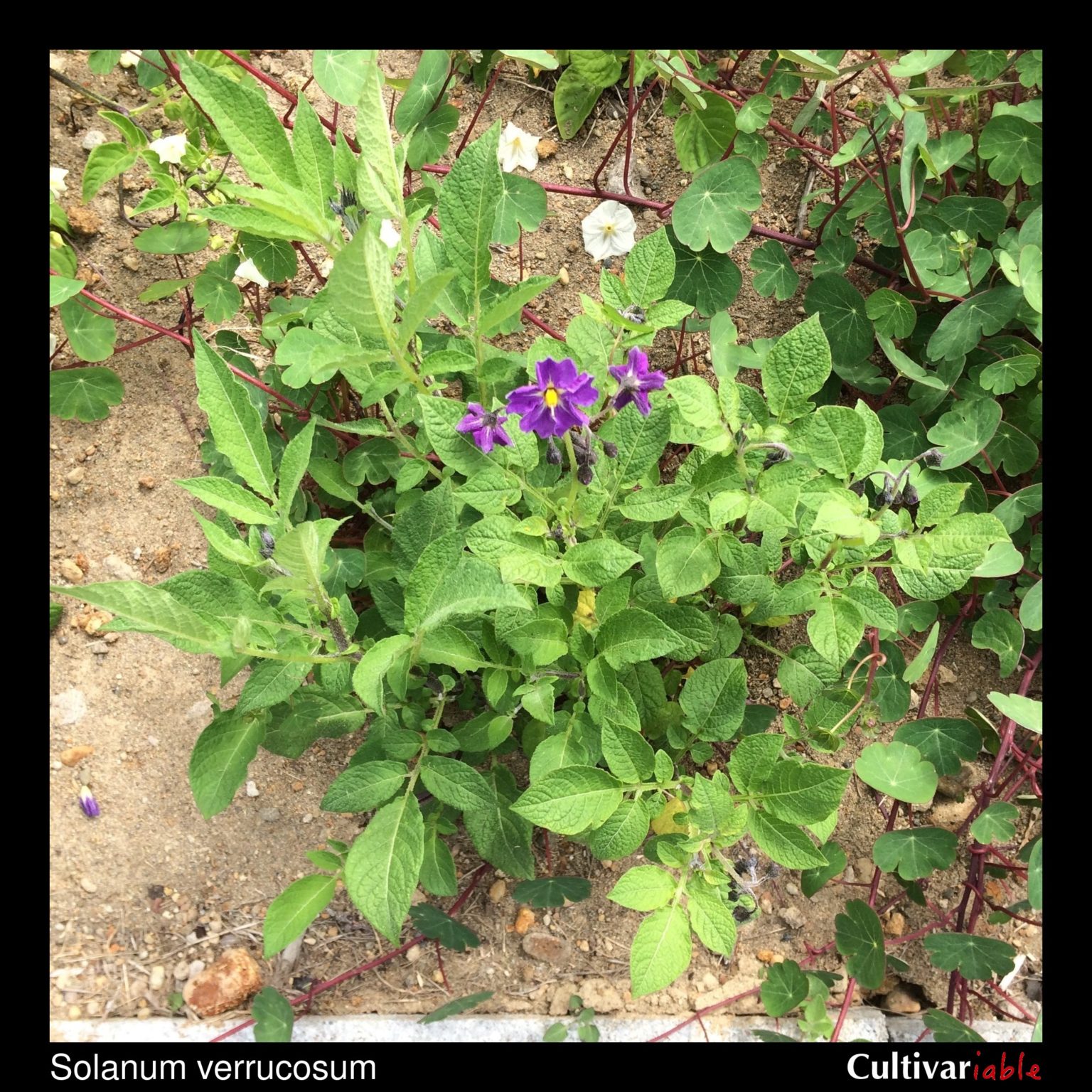 Solanum verrucosum plant