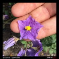Solanum x aemulans flower