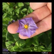 Solanum x doddsii flower