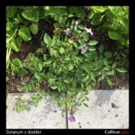 Solanum x doddsii plant