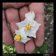 Solanum x rechei flower