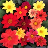 Flowers of edible selections of Dahlia coccinea