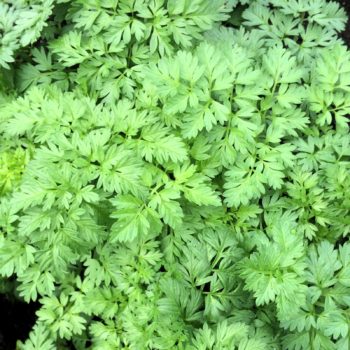 Root chervil (Chaerophyllum bulbocastanum) foliage