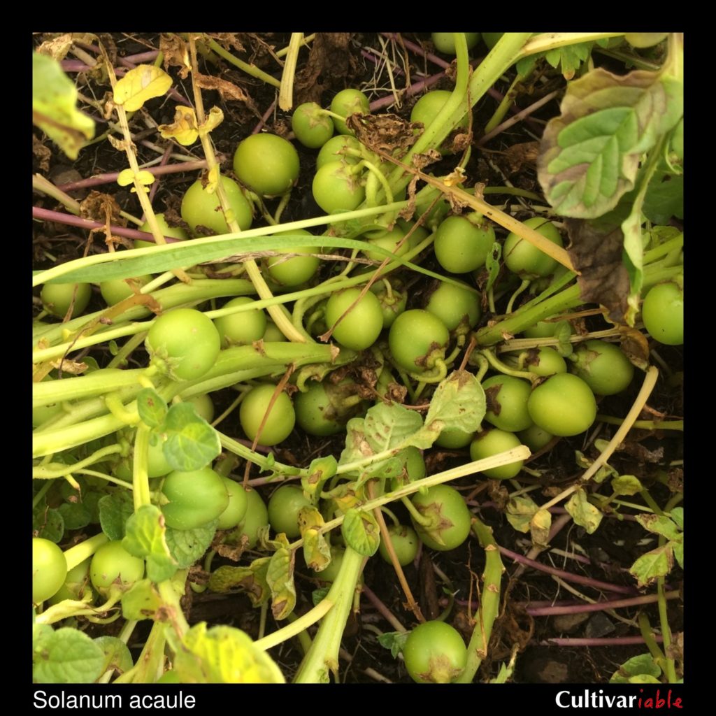Solanum acaule - How to Grow Wild Potatoes - Cultivariable