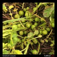 Berries of the wild potato species Solanum acaule