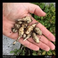 Tubers of the wild potato species Solanum acaule