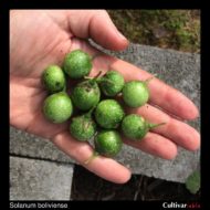 Berries of the wild potato species Solanum boliviense