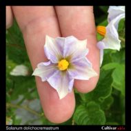 Flower of the wild potato species Solanum dolichocremastrum