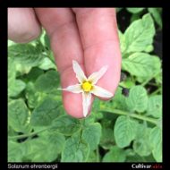 Flower of the wild potato species Solanum ehrenbergii