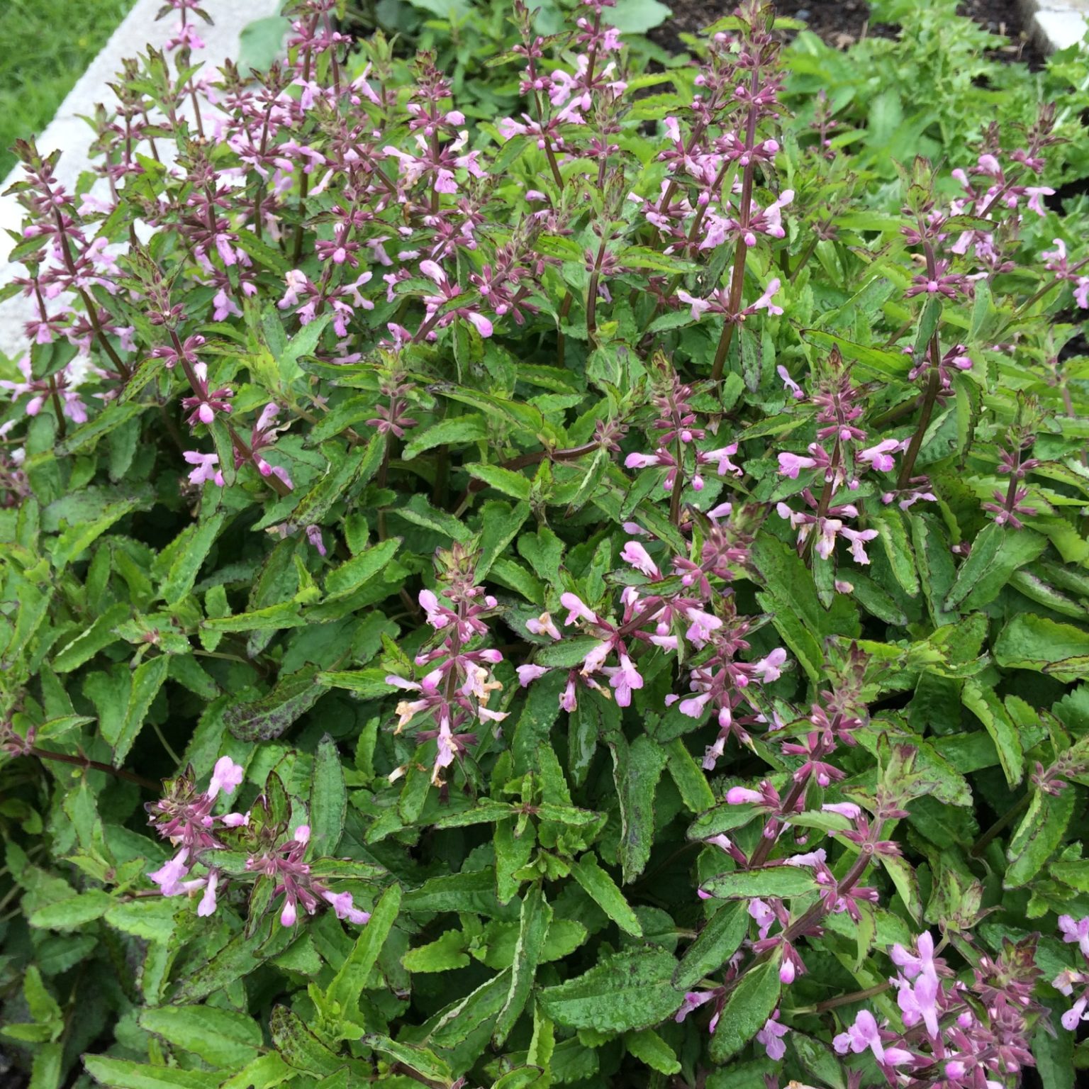 Flowers of Florida betony (Stachys floridana)