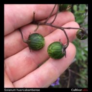 Berries of the wild potato species Solanum huancabambense