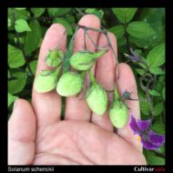 Berries of the wild potato species Solanum schenckii