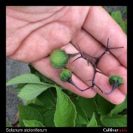 Berries of the wild potato species Solanum stoloniferum