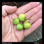 Berries of the wild potato species Solanum vernei