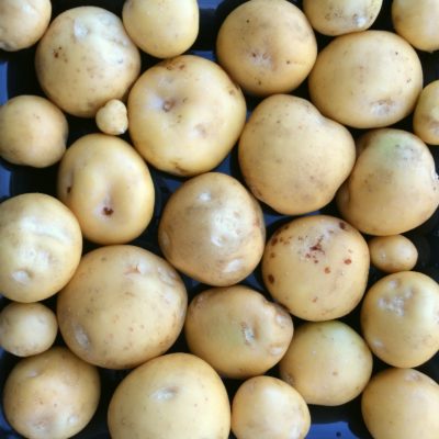 Tubers of the Tom Wagner potato variety 'Skagit Valley Gold'