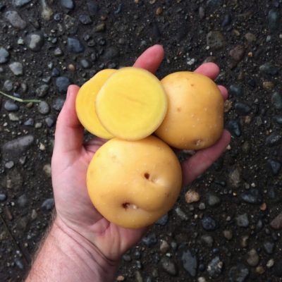 Tubers of the Tom Wagner potato variety 'Skagit Valley Gold'