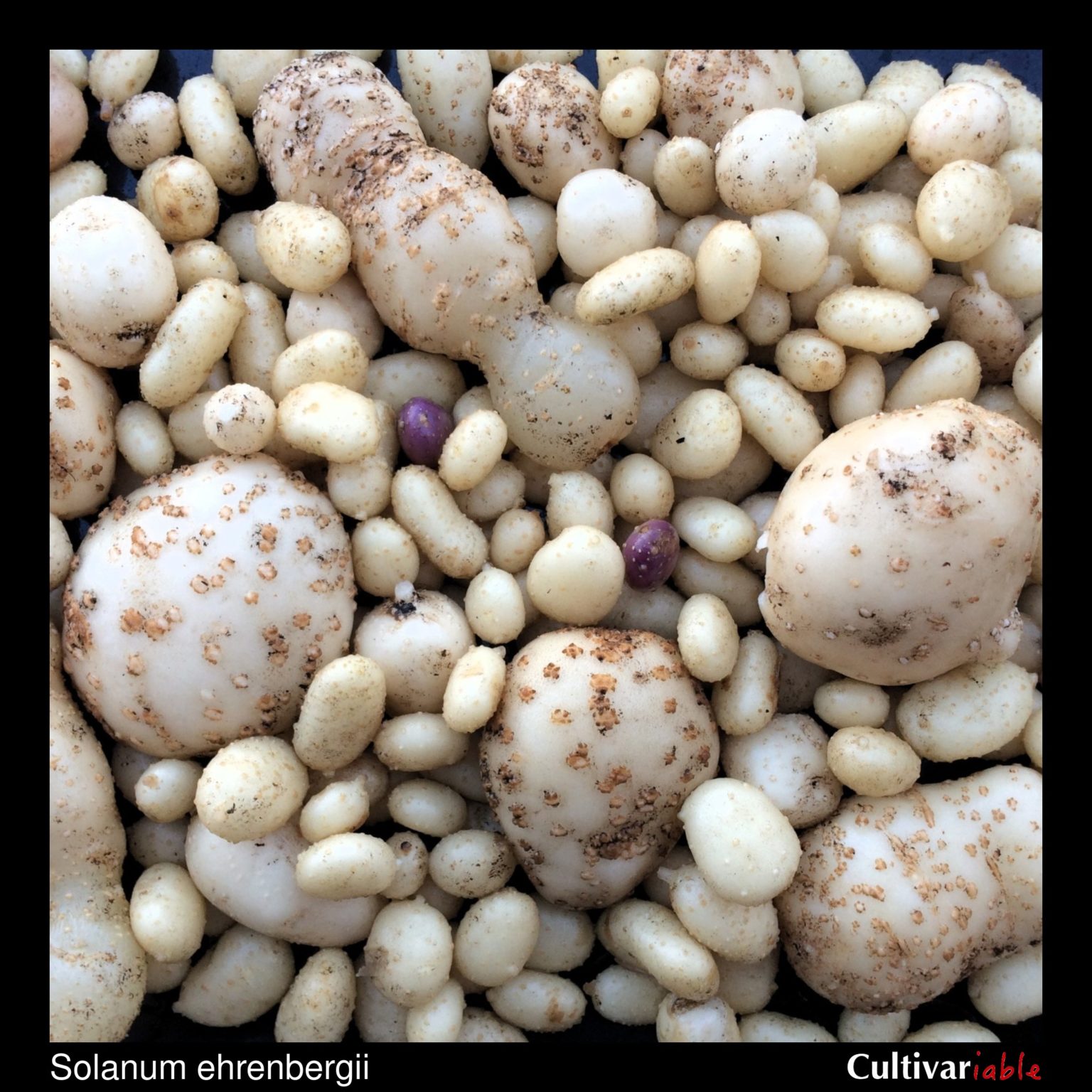 Tubers of cimatli, a wild potato relative