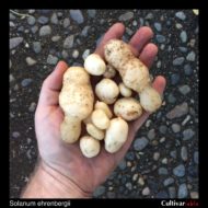 Tubers of cimatli, a wild potato relative