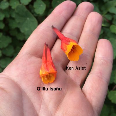 Mashua (Tropaeolum tuberosum) flowers: Q'illu Isañu left, Ken Aslet right