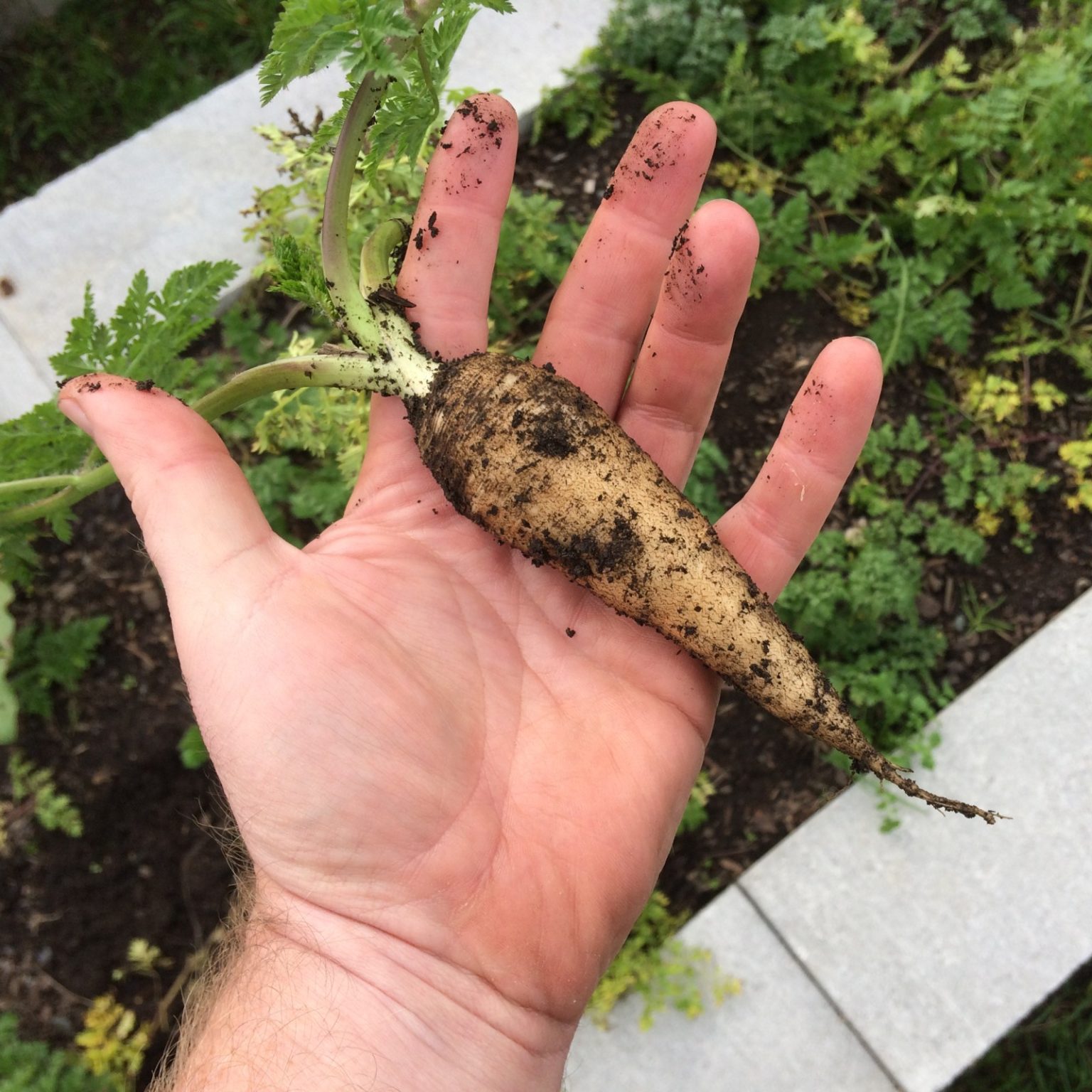 Root chervil (Chaerophyllum bulbosum)