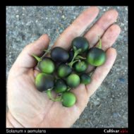 Berries of the wild potato species Solanum x aemulans