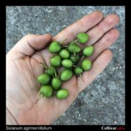 Berries of the wild potato species Solanum agrimoniifolium