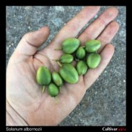 Berries of the wild potato species Solanum albornozii