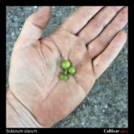 Berries of the wild potato species Solanum clarum