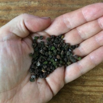 200 seeds of mashua (Tropaeolum tuberosum)