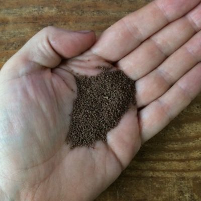 10,000 true seeds of oca (Oxalis tuberosa)