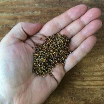 2000 true seeds of ulluco (Ullucus tuberosus)