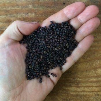 3600 true seeds of yacon (Smallanthus sonchifolius)