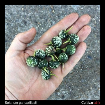 Berries of the wild potato species Solanum gandarillasii