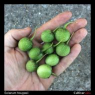 Berries of the wild potato species Solanum hougasii