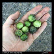 Berries of the wild potato species Solanum infundibuliforme
